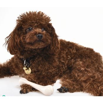 Koska sa dugoročnim ukusom piletine