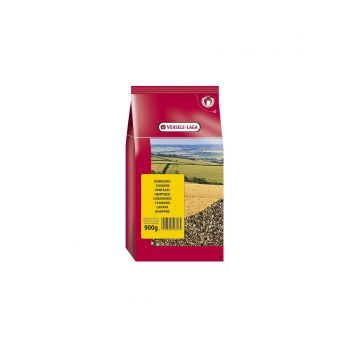 Versele Laga: Seme konoplje